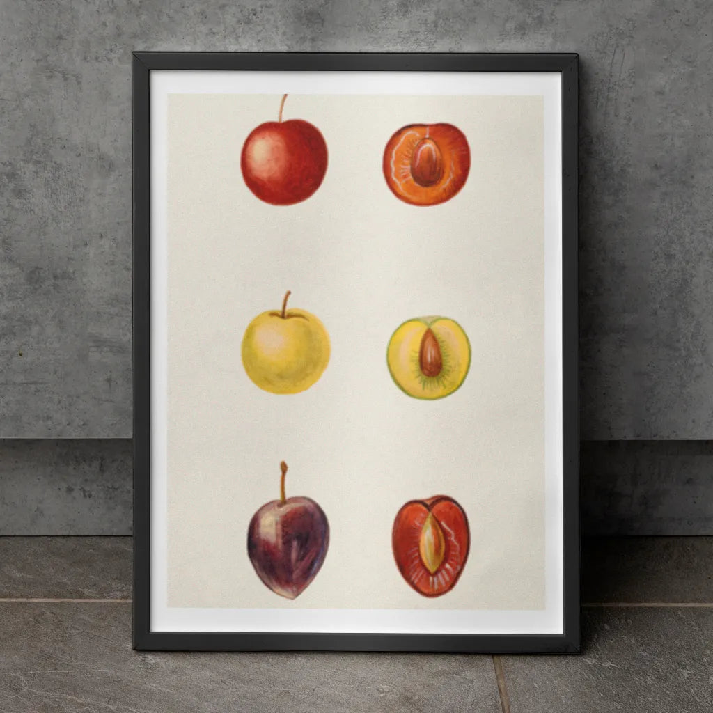 Plum