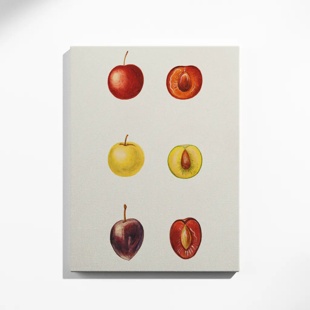 Plum