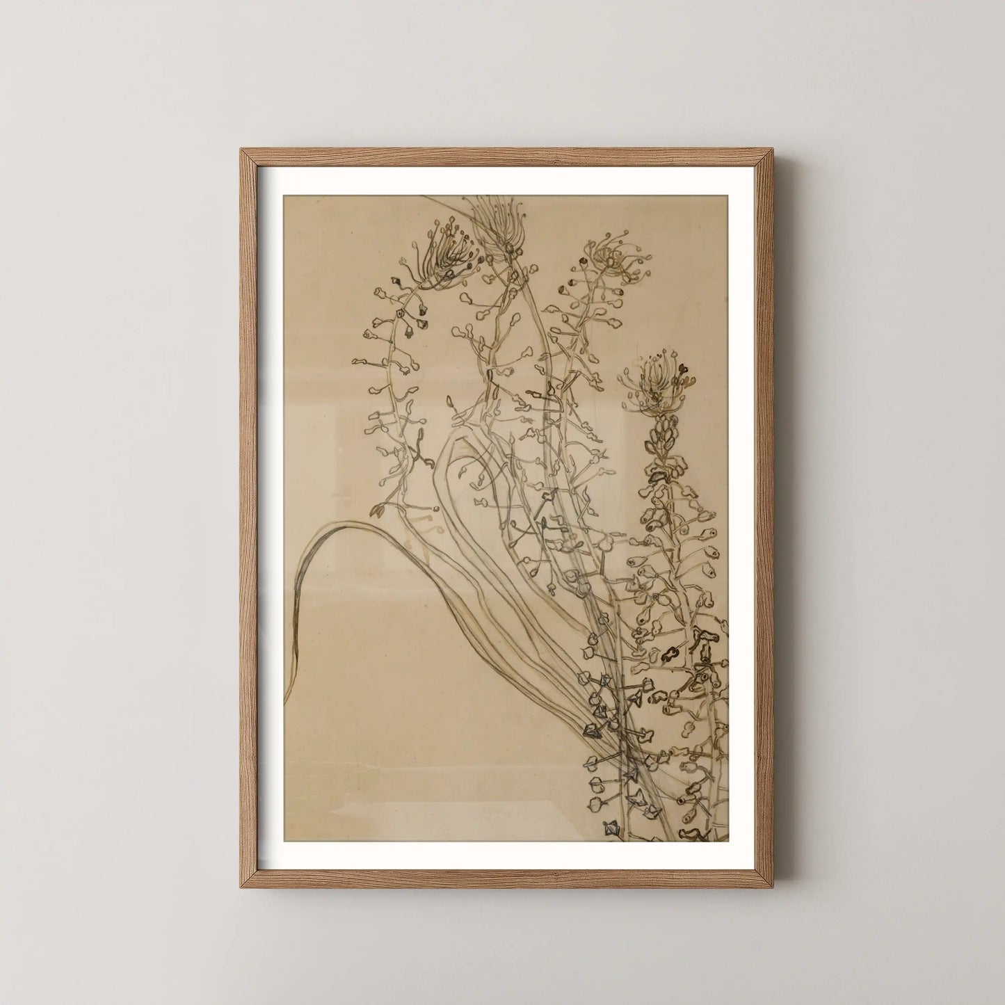 Tassel hyancinth by Vincent Van Gogh (1889)